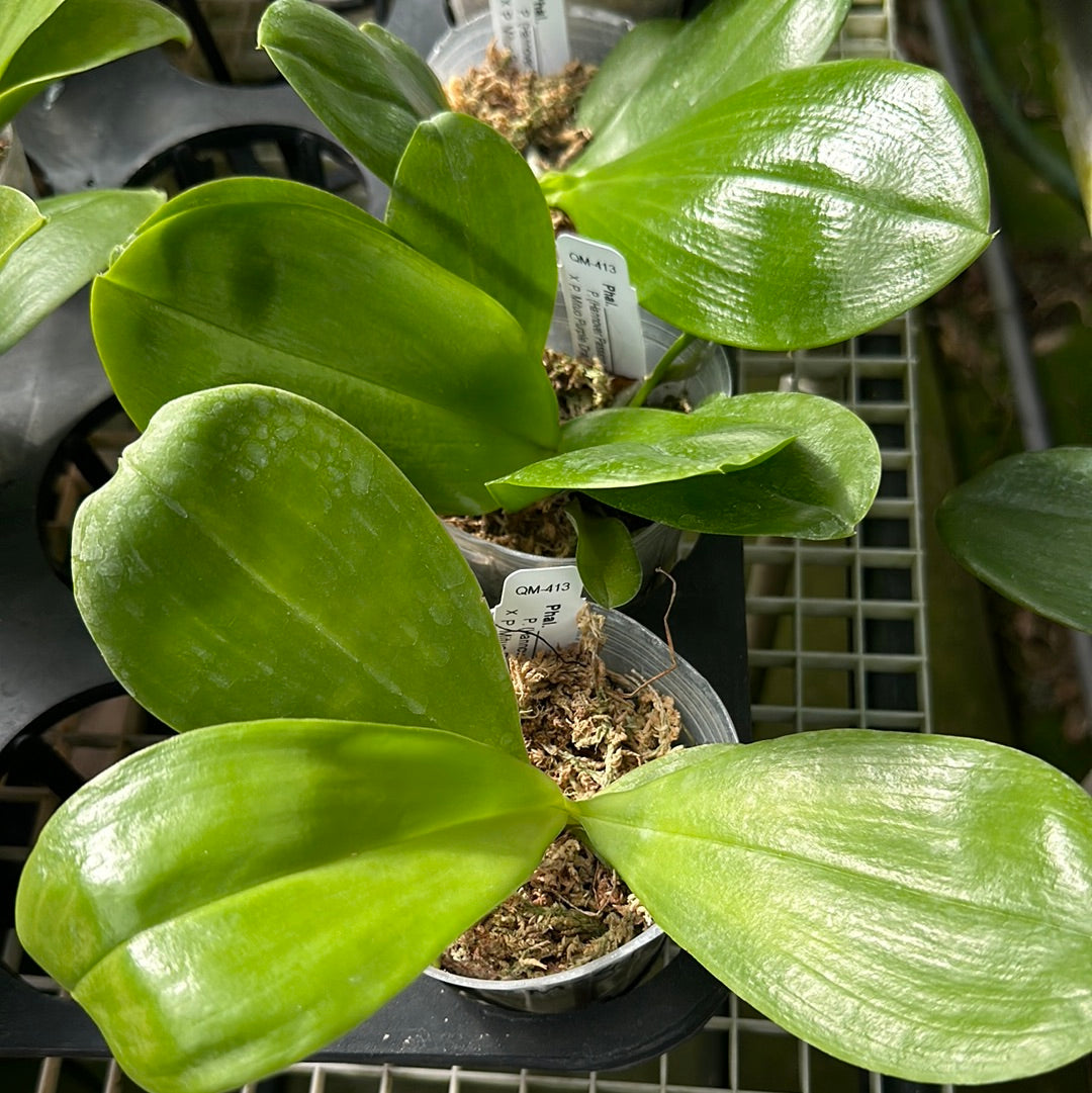 Phalaenopsis (Hannover Passion x Chang Yi Halo) X Mituo Purple Dragon - Seedlings