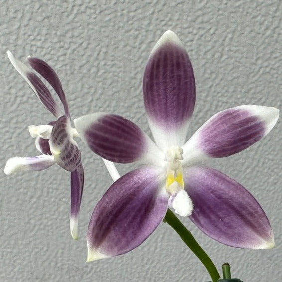 Phalaenopsis tetraspis 'Wilson 712'