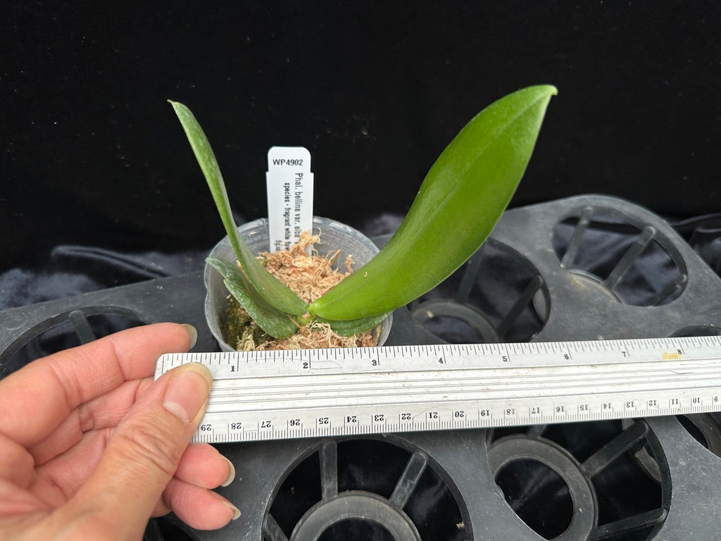 Phalaenopsis bellina var alba 'Wilson' x self