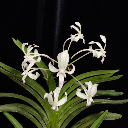 Vandachostylis Baby Angel 241106 Flowering