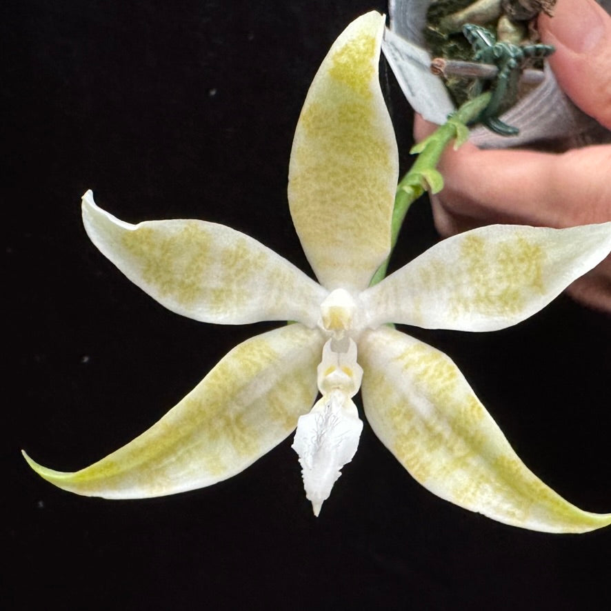 Phalaenopsis hieroglyphica var. alba x sib