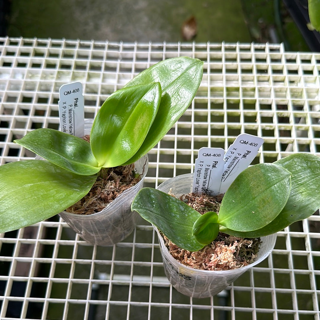 Phalaenopsis Mainshow Yellow Bird x Yaphon Lover - Seedlings