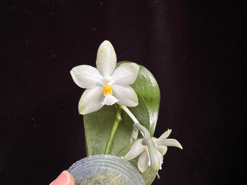 Phalaenopsis Yungho Gelblitz 'Peter' 231206 Flowering