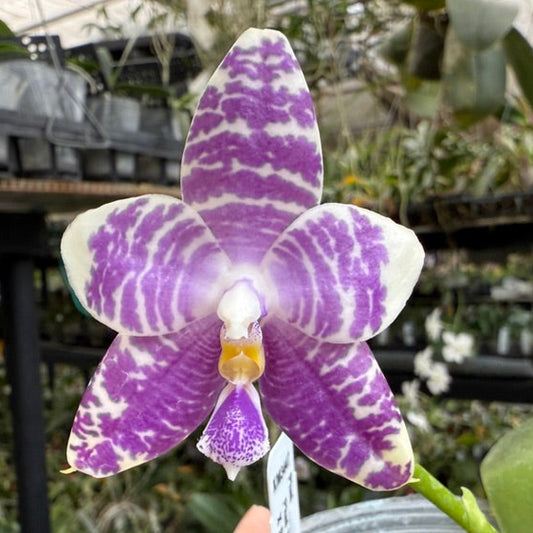 Phalaenopsis (Yaphon Blue Jewel X Lioulin Blue Peacock) 2505-2 Flowering