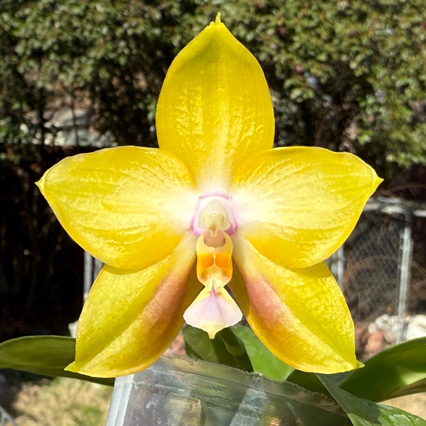 Phalaenopsis Mituo Gelb Eagle x Mituo GH King Star - seed grown