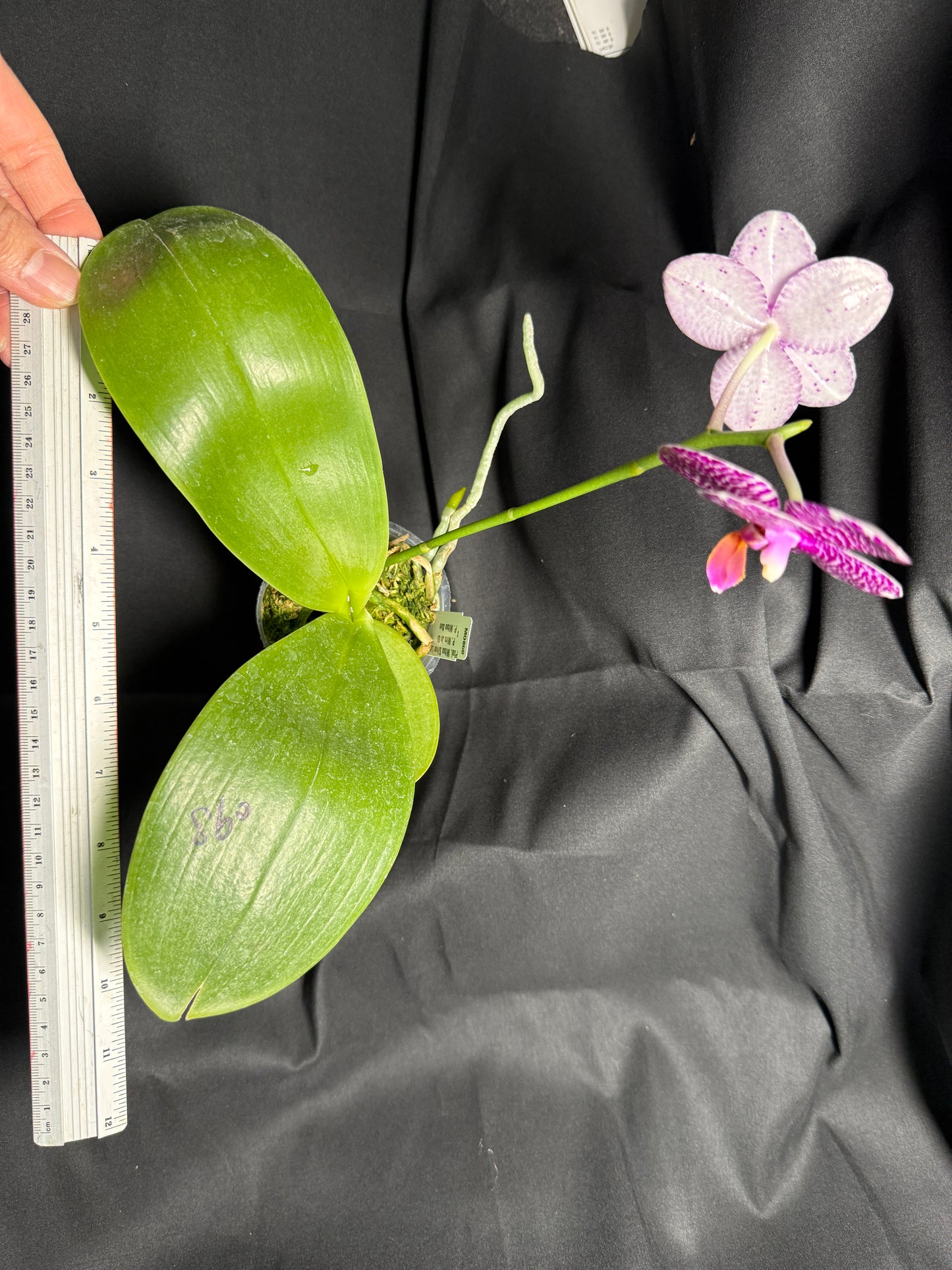 Phalaenopsis Mituo Silver Lining 'M-60'