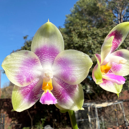 Phalaenopsis Mituo Purple Canary 241214 Flowering