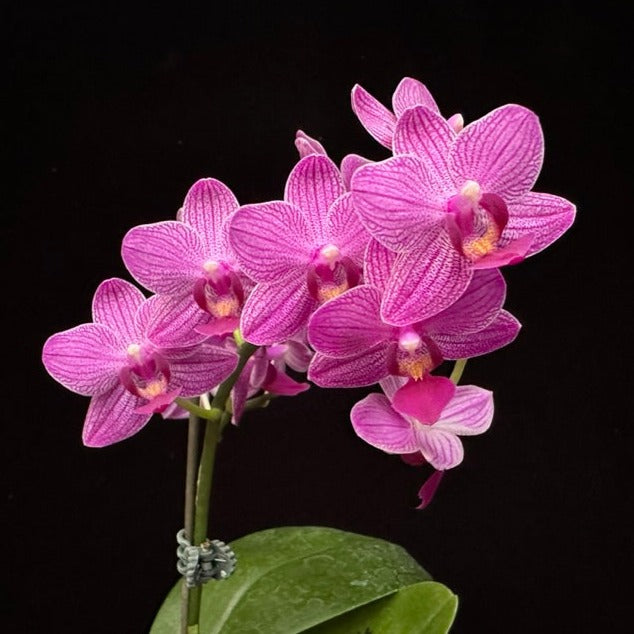 Phalaenopsis Mituo Vivien 230902