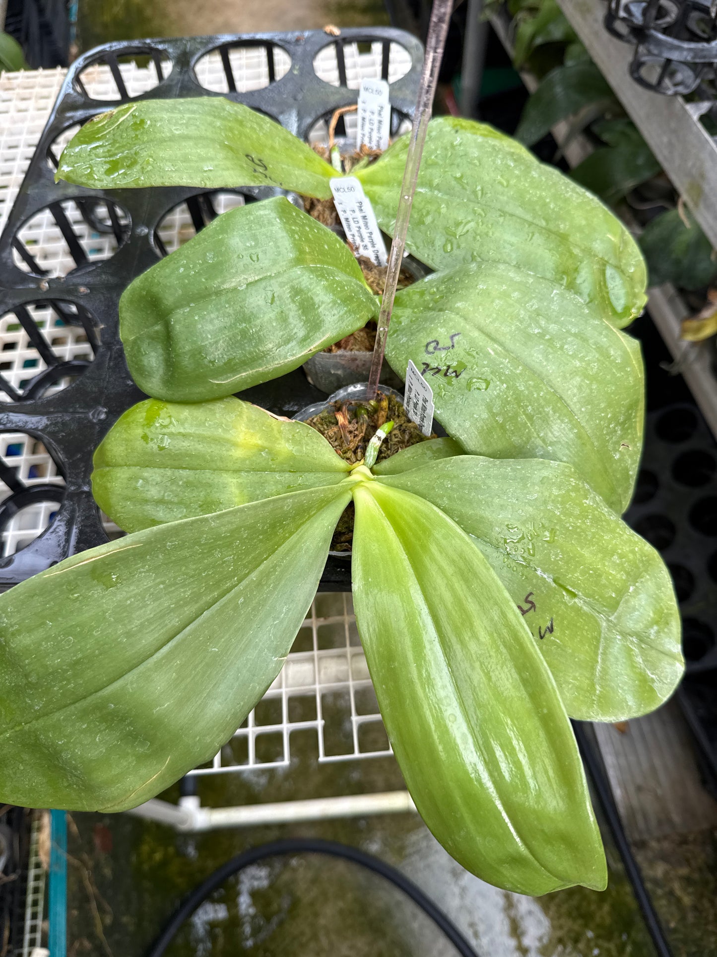 Phalaenopsis Mituo Purple Dragon 'Qilin'