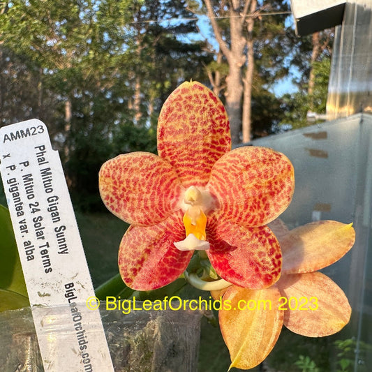 Phalaenopsis Mituo Gigan Sunny - Seedling