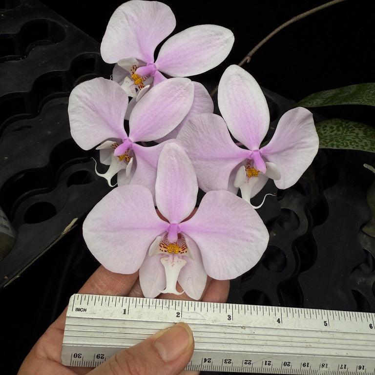 Phalaenopsis Rothschildiana 221108-1 Flowering