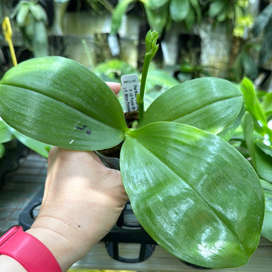 Phalaenopsis Mituo Purple Dragon 'Blue Penguin'