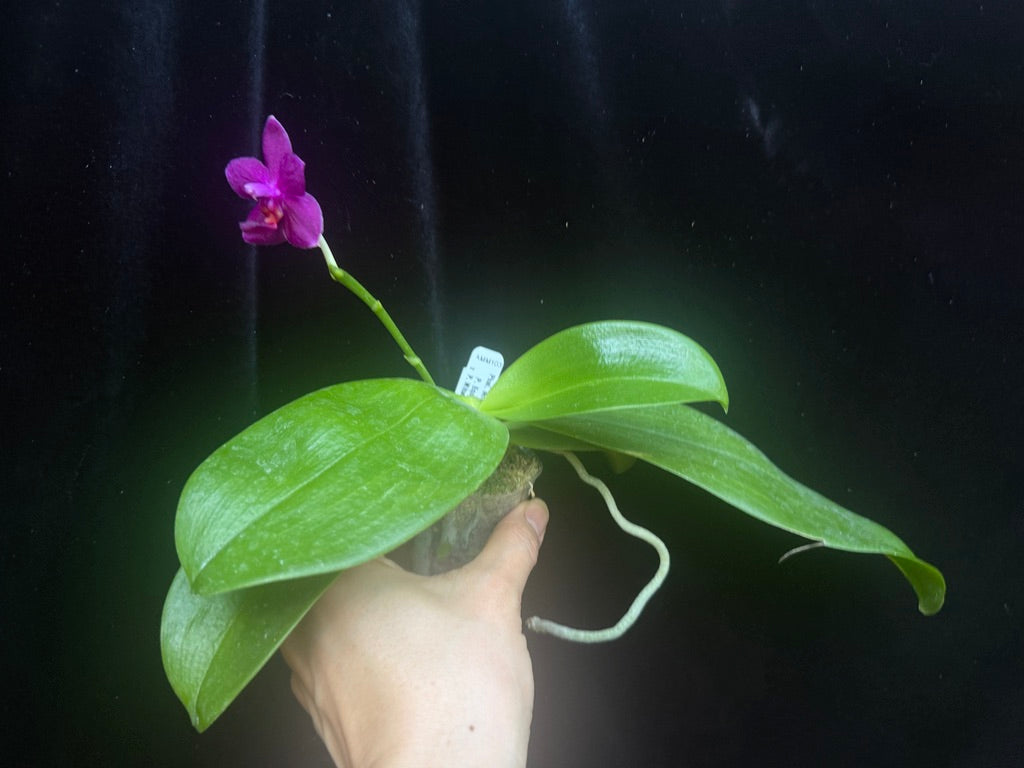 Phalaenopsis Mituo Equalacea 241109-P deep magenta