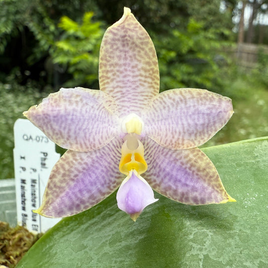 Phalaenopsis (Mainshow Blue Elf x Mainshow Blue Tint) 250517 Flowering