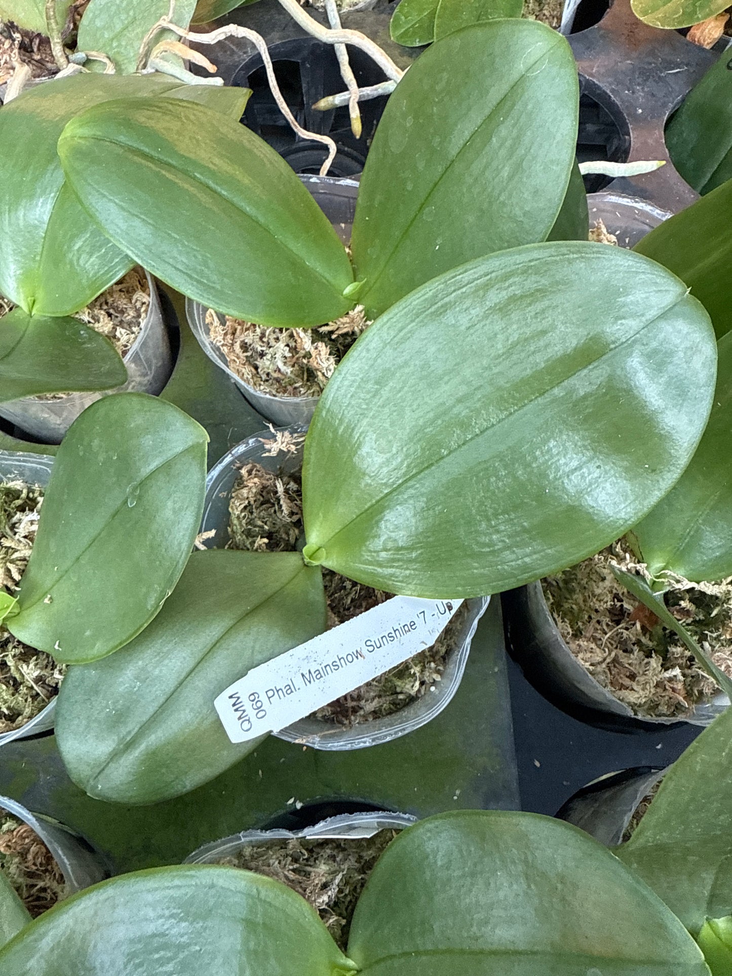 Phalaenopsis Mainshow Sunshine '7 - Up'