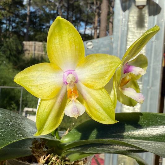 Phalaenopsis Mituo Gelb Eagle x Mituo GH King Star 250509 Flowering