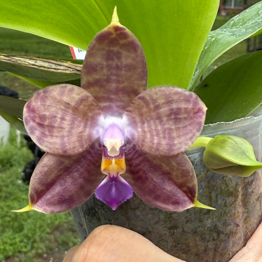 Phalaenopsis Mituo Purple Dragon 'Meteroic Iron' Budding