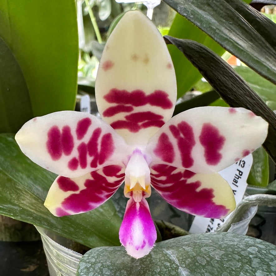 Phalaenopsis YangYang Super Hannover 'Wilson'