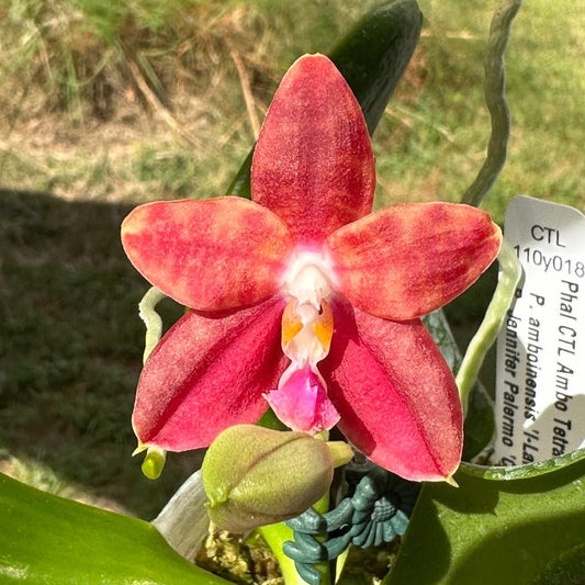 Phalaenopsis CTL Ambo Tetralacea 240721 Flowering