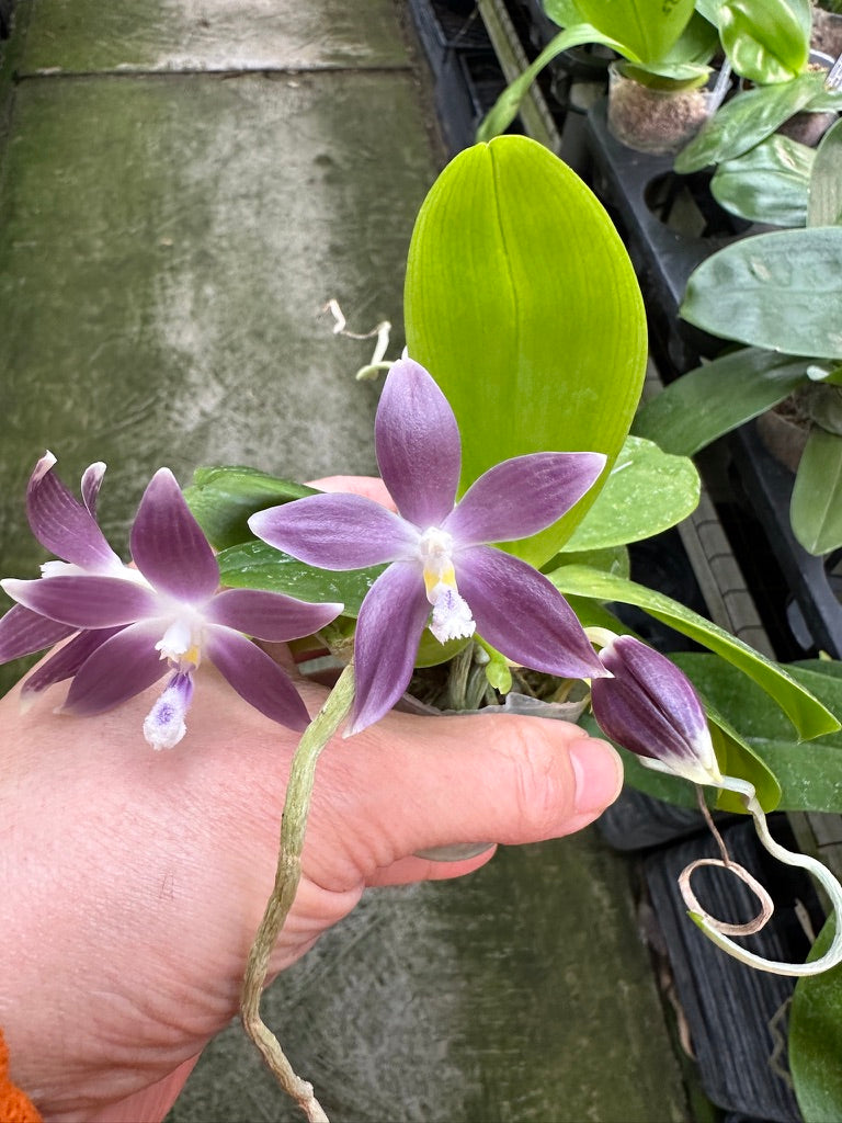 Phalaenopsis tetraspis f. livida 'Yaphon' AM/AOS 240211 Flowering