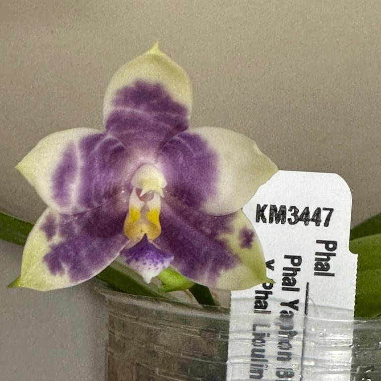 Phalaenopsis (Yaphon Blue Jewel X Lioulin Blue Peacock)