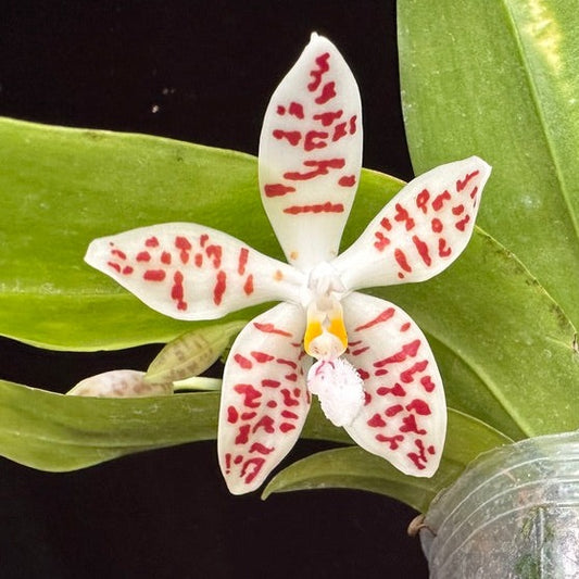Phalaenopsis zebrina 240614 Flowering