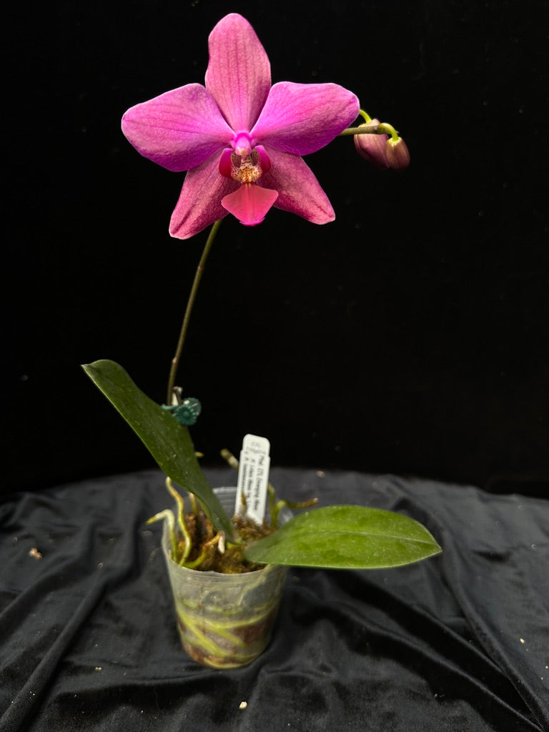 Phalaenopsis CTL Emerging Moon 240204 Flowering