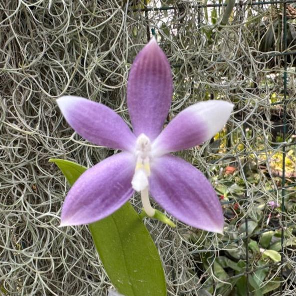 Phalaenopsis tetraspis 'Wilson 712' 240827 Flowering