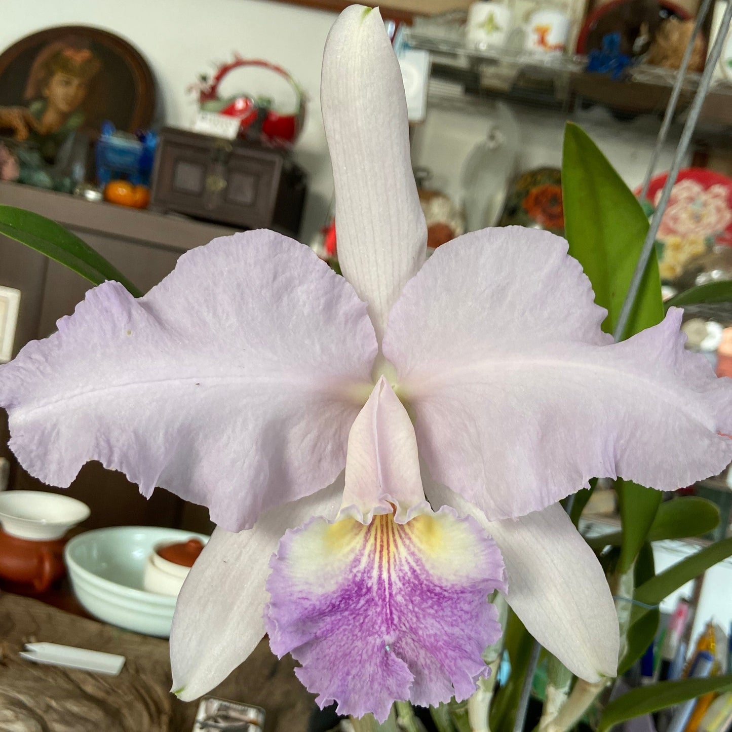 Cattleya lueddemanniana var coerulea 'Mainshow' x sib Seed Grown