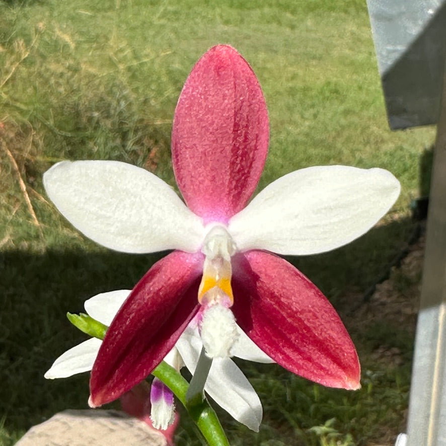 Phalaenopsis tetraspis 'C1' 250214 Flowering 3 spikes