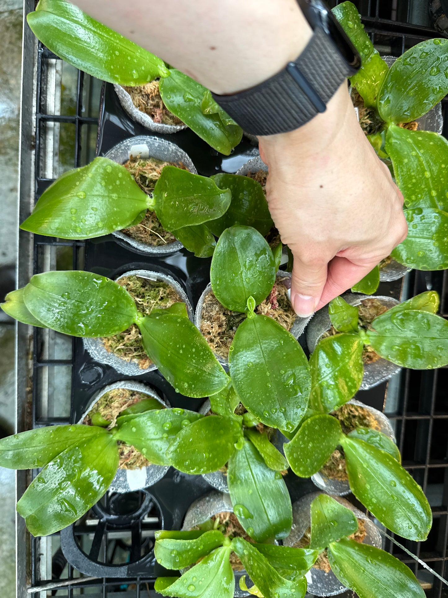 QA219 Phalaenopsis bellina f. delicata (pink) x sib - Seed Grown