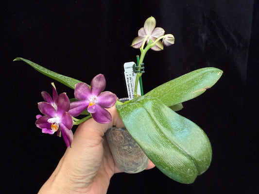 Phalaenopsis LD Green Tiger x Mituo Speciosa Dragon 250509 Flowering seed grown 2 spikes
