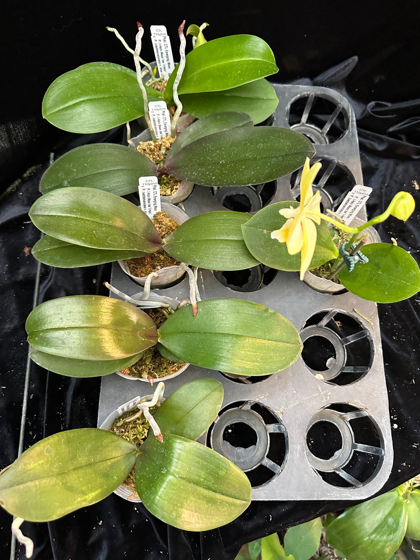 Phalaenopsis CTL Emerging Moon - Seedlings