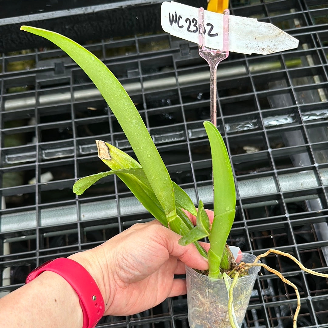 Rhyncholaeliocattleya (Rlc.) Mao-Shan Rose (clone)