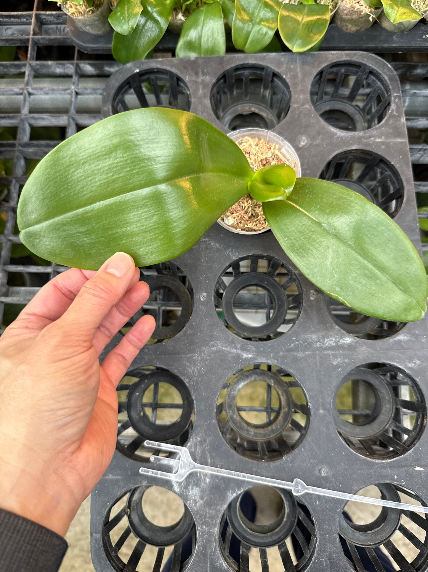 Phalaenopsis (Chian Xen Gold x Hawii Dragon Girl)