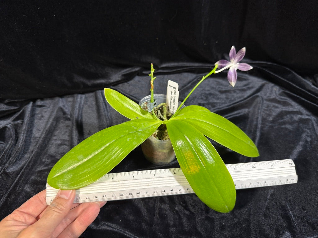 Phalaenopsis tetraspis 'Wilson 712'