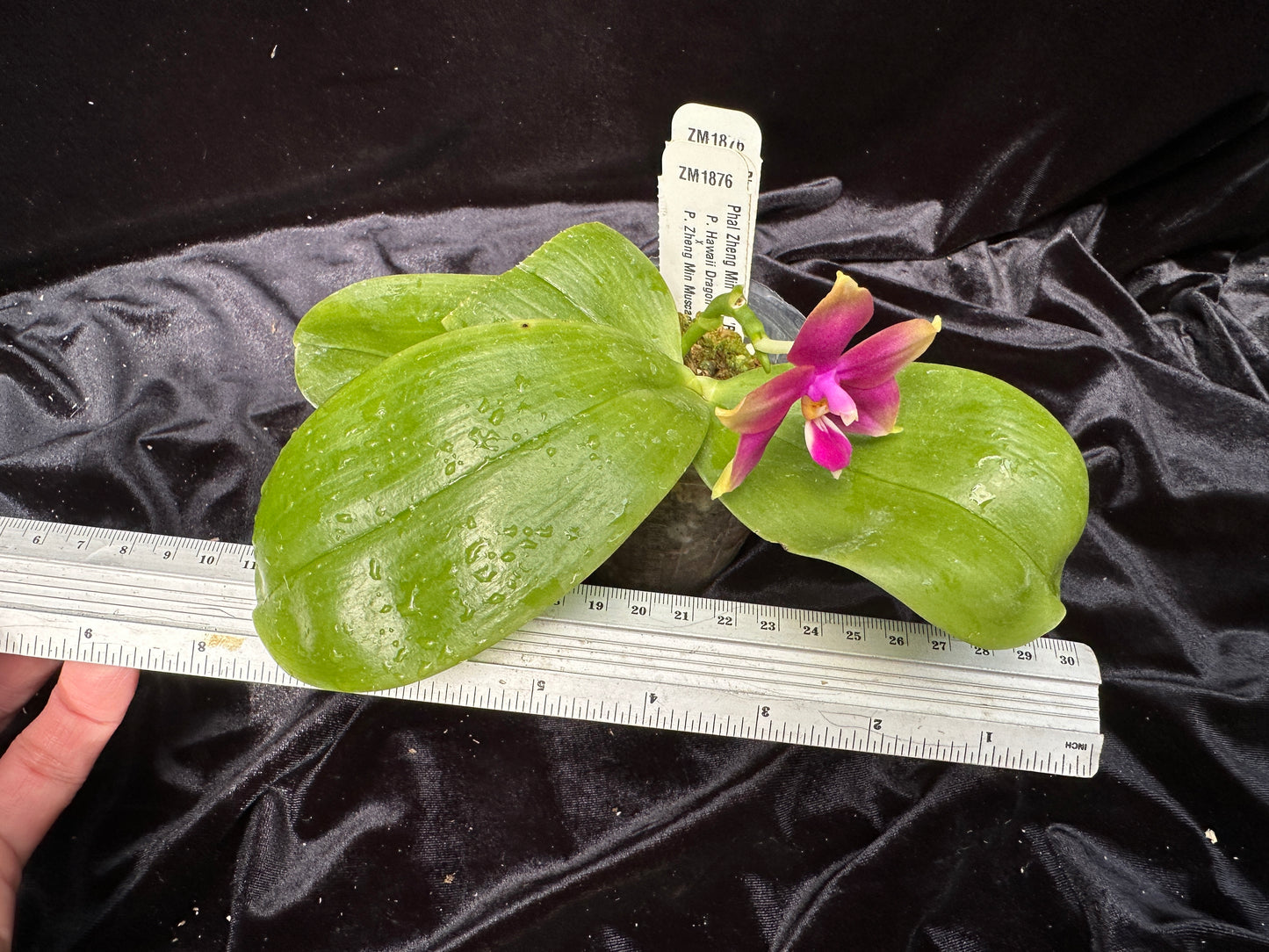 Phalaenopsis Zheng Min Neon 'Peter #7' 231114 Flowering