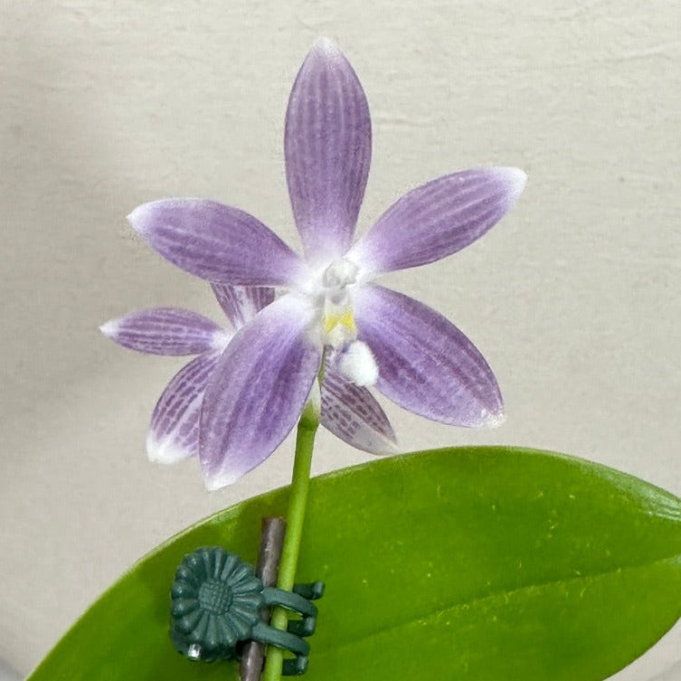 Phalaenopsis tetraspis 'Wilson 712'