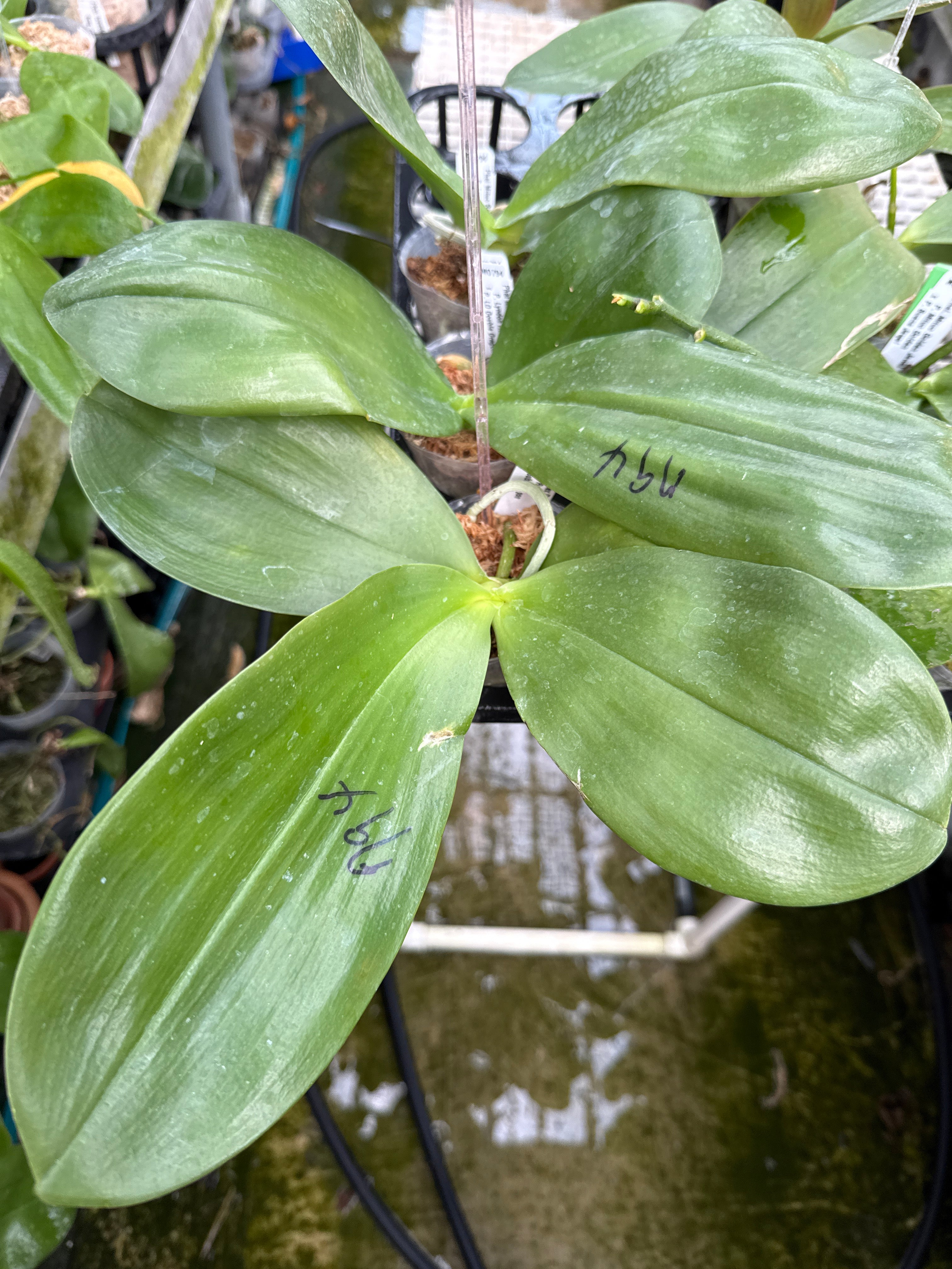 Phalaenopsis Mituo Reflex Dragon 'Purple Red' – Big Leaf Orchids