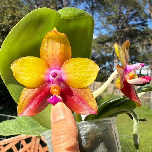 Phalaenopsis Mituo Love Eagle 250509 Flowering