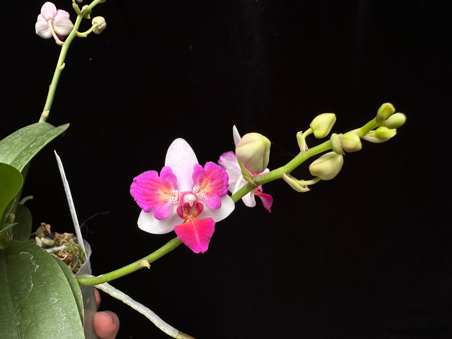 Phalaenopsis Liu's Berry 'Trinity' (Peloric)