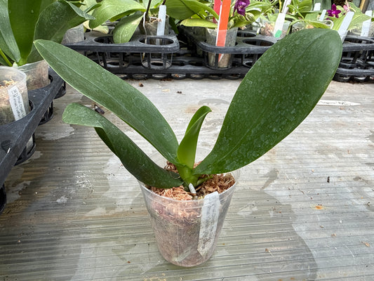 Phalaenopsis (Chiali Little Gold x Yushan Little Orange) 'LM307'