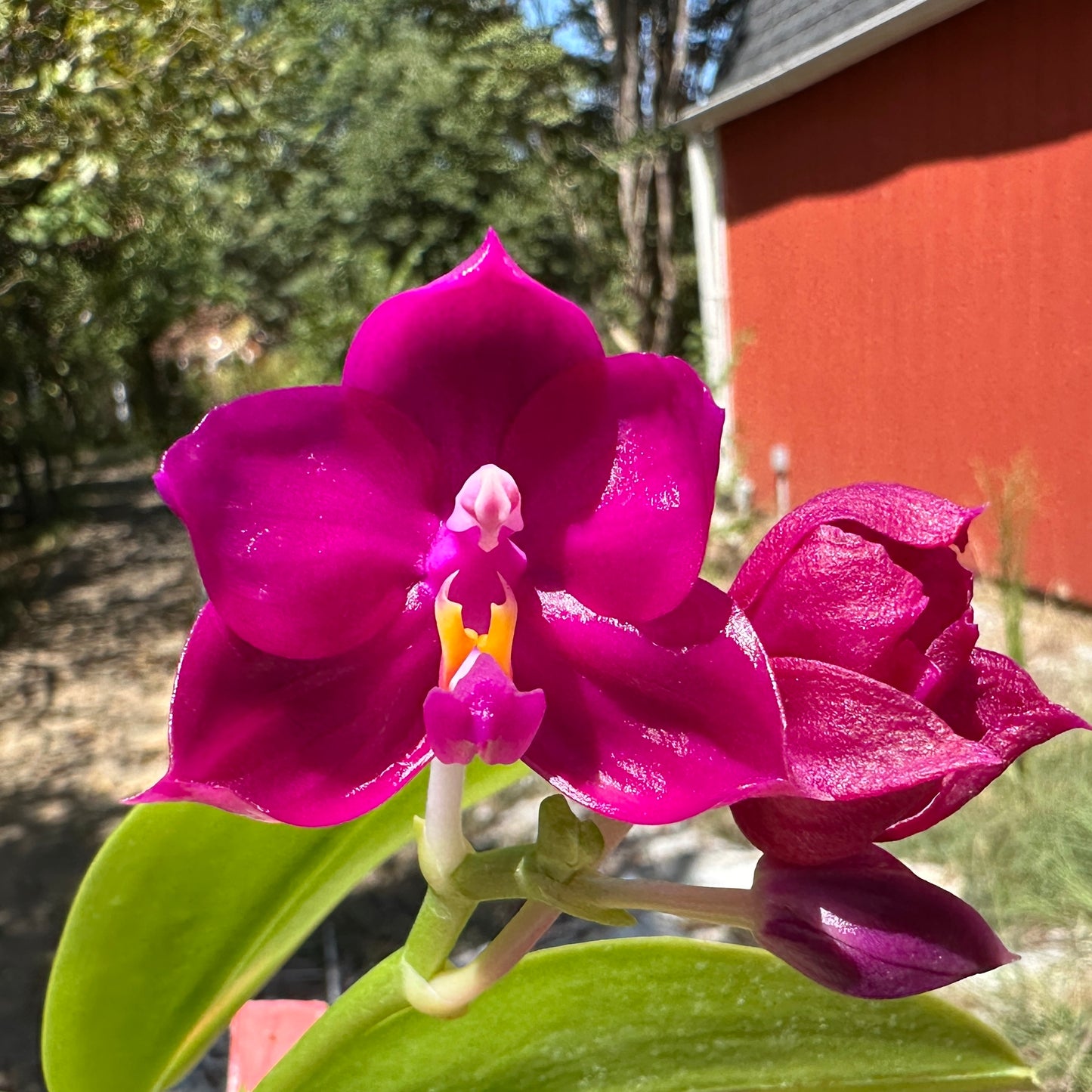 Phalaenopsis Pearl Super Coral 'Wilson'