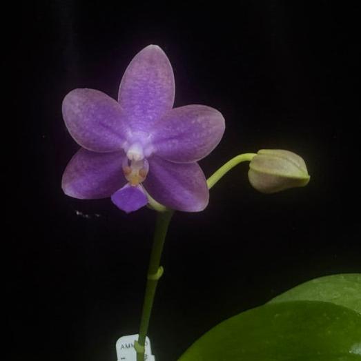 Phalaenopsis Mituo Equalacea 241109 Flowering Indigo color