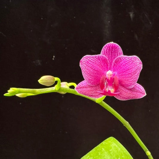 Phalaenopsis Mituo Vivien 230815