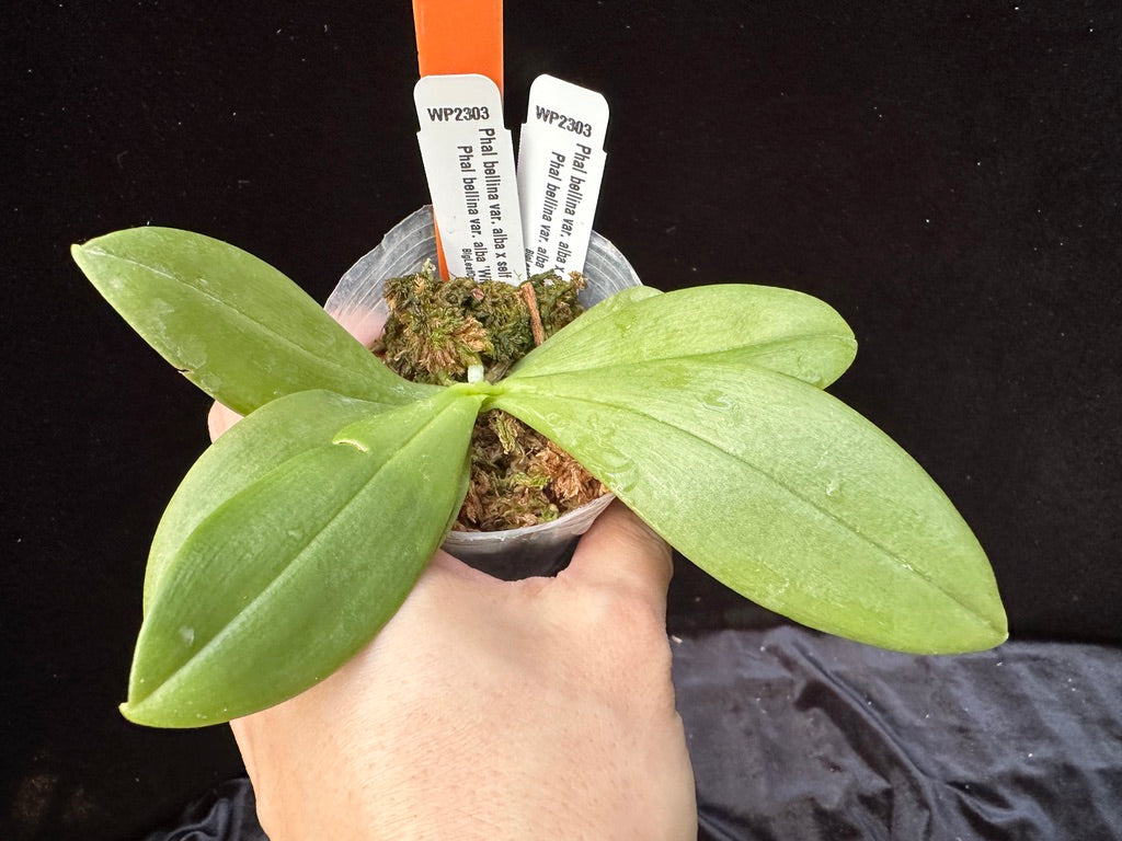 Phalaenopsis bellina var alba 'Wilson' x self - Seedling