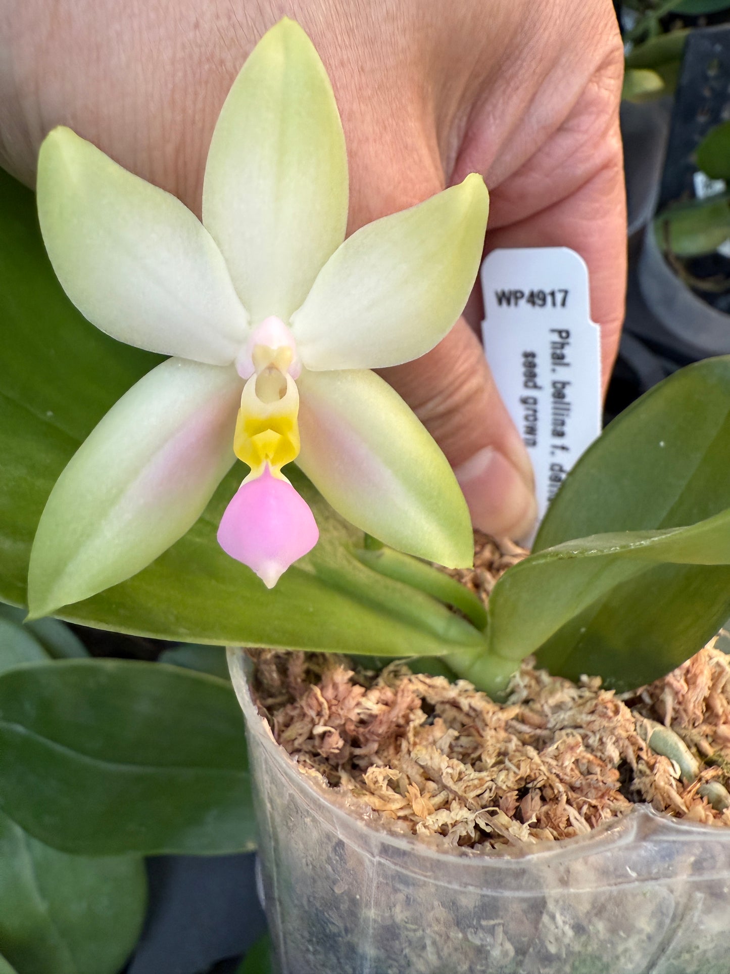 Phalaenopsis bellina f. delicata (Pink) x sib