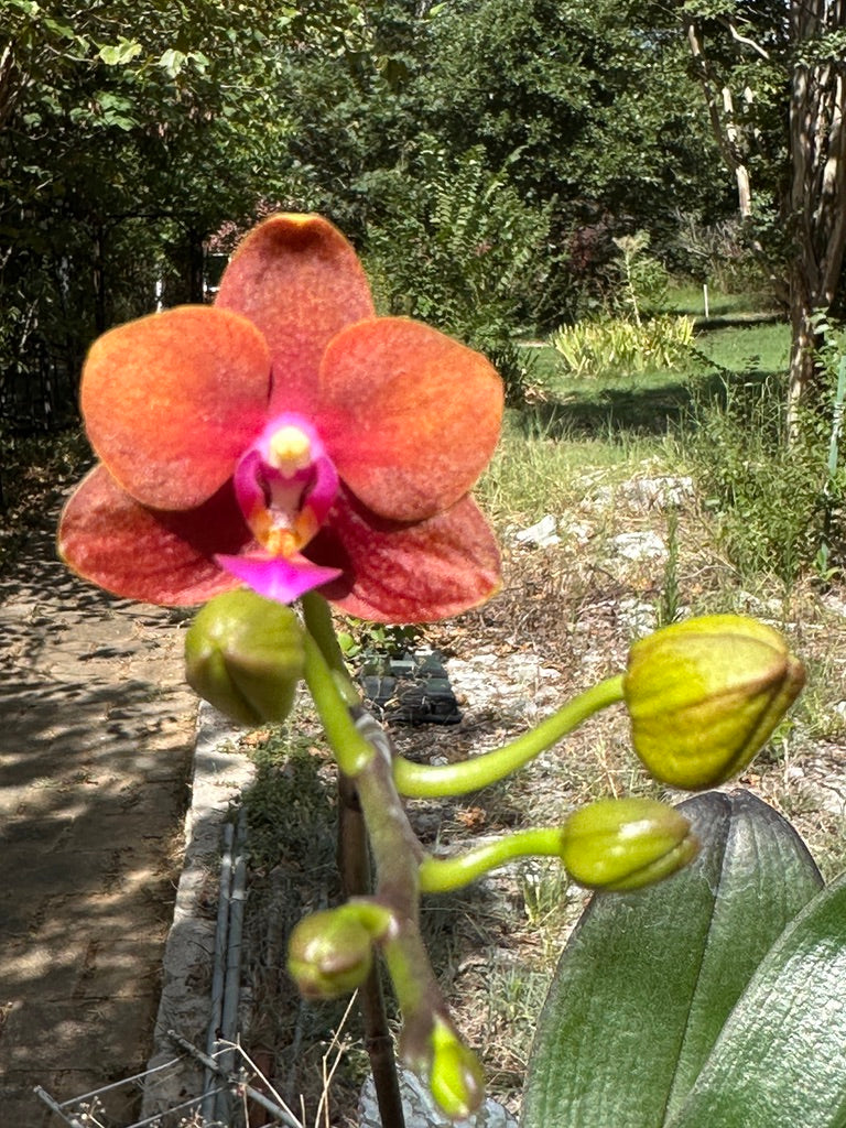 Phalaenopsis Charming Little Gold (clone)