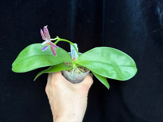 Phalaenopsis Lioulin Blue Peacock x Scott B. Taylor 250509 Flowering