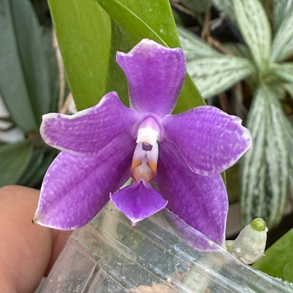 Phalaenopsis Norman's Blue Jennifer x Mainshow Blue Wave QA-070 Seed Grown